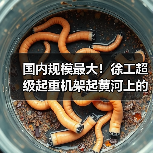 国内规模最大！徐工超级起重机架起黄河上的“彩虹桥”（图4）