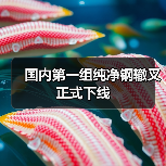 国内第一组纯净钢辙叉正式下线（图1）