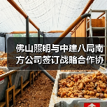佛山照明与中建八局南方公司签订战略合作协议（图2）