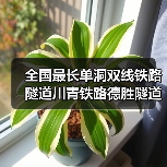 全国最长单洞双线铁路隧道川青铁路德胜隧道贯通（图3）
