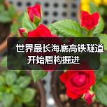 世界最长海底高铁隧道开始盾构掘进（图3）