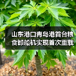 山东港口青岛港首台粮食卸船机实现首次重载试车（图1）