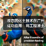 液态固化土技术在广州成功应用:将工程渣土变废为宝(图2) 液态固化土技术在广州成功应用:将工程渣土变废为宝(图2)