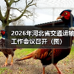 2026年河北省交通运输工作会议召开（图）（图1）