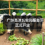 广韶高速瓦窑岗服务区正式开业（图2）
