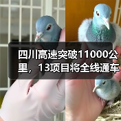四川高速突破11000公里,13项目将全线通车(图2) 四川高速突破11000公里,13项目将全线通车(图2)