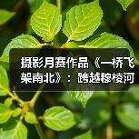 摄影月赛作品《一桥飞架南北》:跨越穆棱河的建设瞬间(图1) 摄影月赛作品《一桥飞架南北》:跨越穆棱河的建设瞬间(图1)